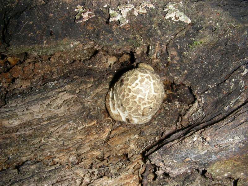 4) Fotografati sotto Quecia il 16.06.2012.